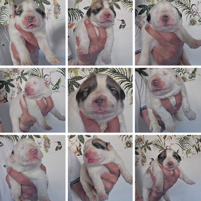CHIOT 5