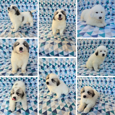 CHIOT 6