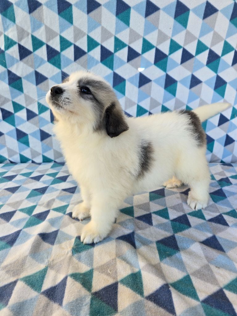 de la Vallée des Chtis Patou - Chiots disponibles - Chien de Montagne des Pyrenees