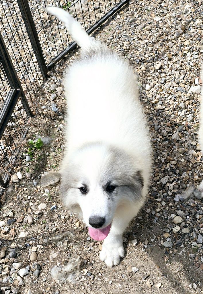de la Vallée des Chtis Patou - Chiots disponibles - Chien de Montagne des Pyrenees