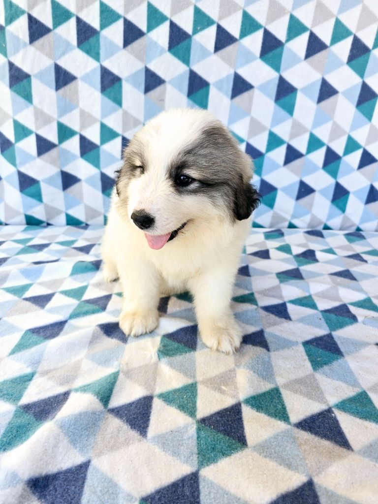 de la Vallée des Chtis Patou - Chiots disponibles - Chien de Montagne des Pyrenees